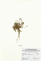 藏品(玉山卷耳)的圖片